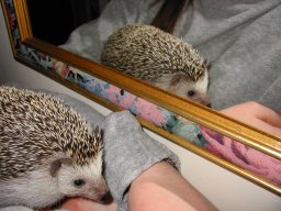 [Photo of Huff the Hedgepig]