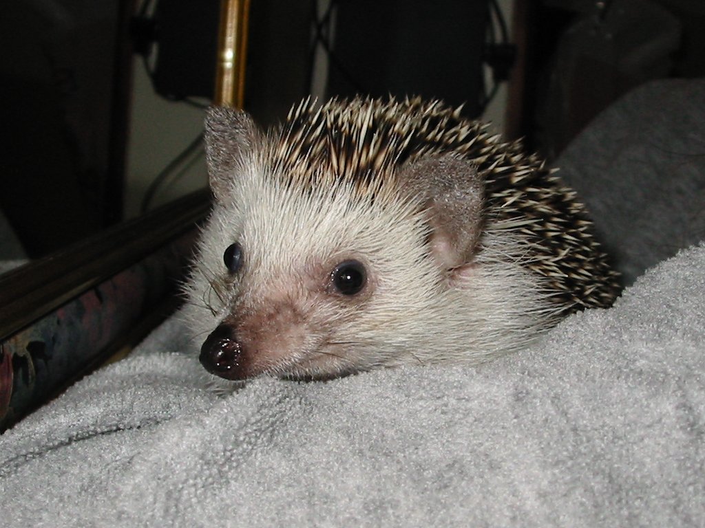 [Photo of Huff the Hedgepig]