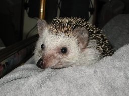 [Photo of Huff the Hedgepig]