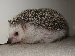 [Photo of Huff the Hedgepig]