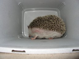 [Photo of Huff the Hedgepig]