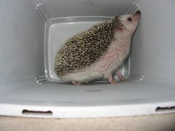 [Photo of Huff the Hedgepig]