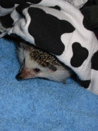 [Photo of Huff the Hedgepig]