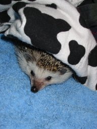 [Photo of Huff the Hedgepig]