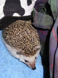 [Photo of Huff the Hedgepig]