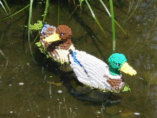 [Lego Ducks (Mallard)]