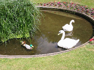 [Lego Ducks and Swans]